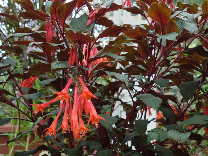 fuchsia-spotlight-gartenmeister-bonstedt-07