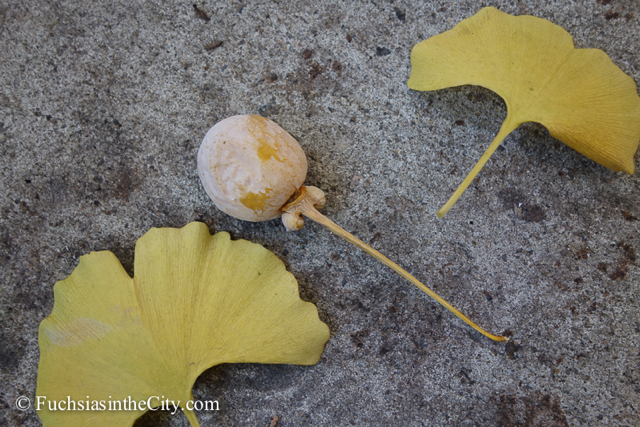 ginkgo-13