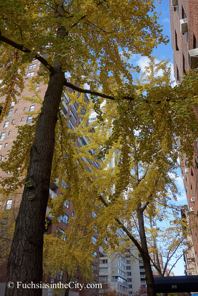 ginkgo-18