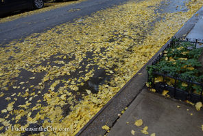 ginkgo-19