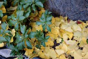 ginkgo-23