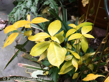 gold-in-the-garden-05
