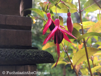 gold-in-the-garden-08