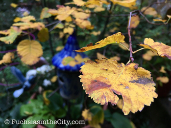 gold-in-the-garden-10