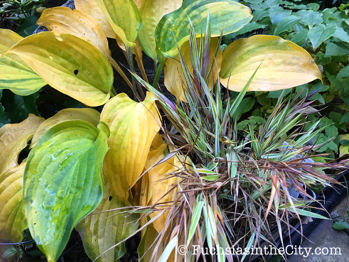 gold-in-the-garden-11