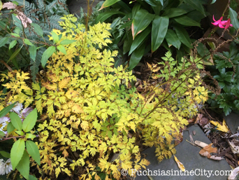 gold-in-the-garden-16.jpg