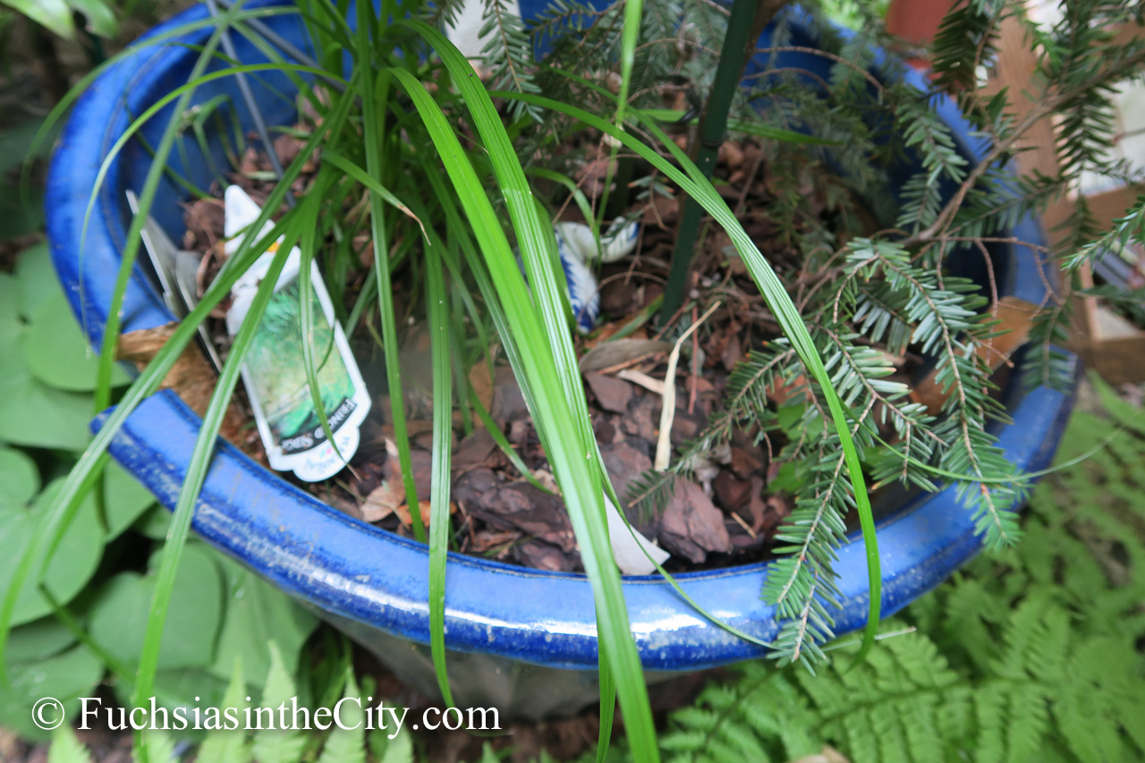 great-garden-chore-of-2015-12