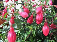 hanging-lantern-flower