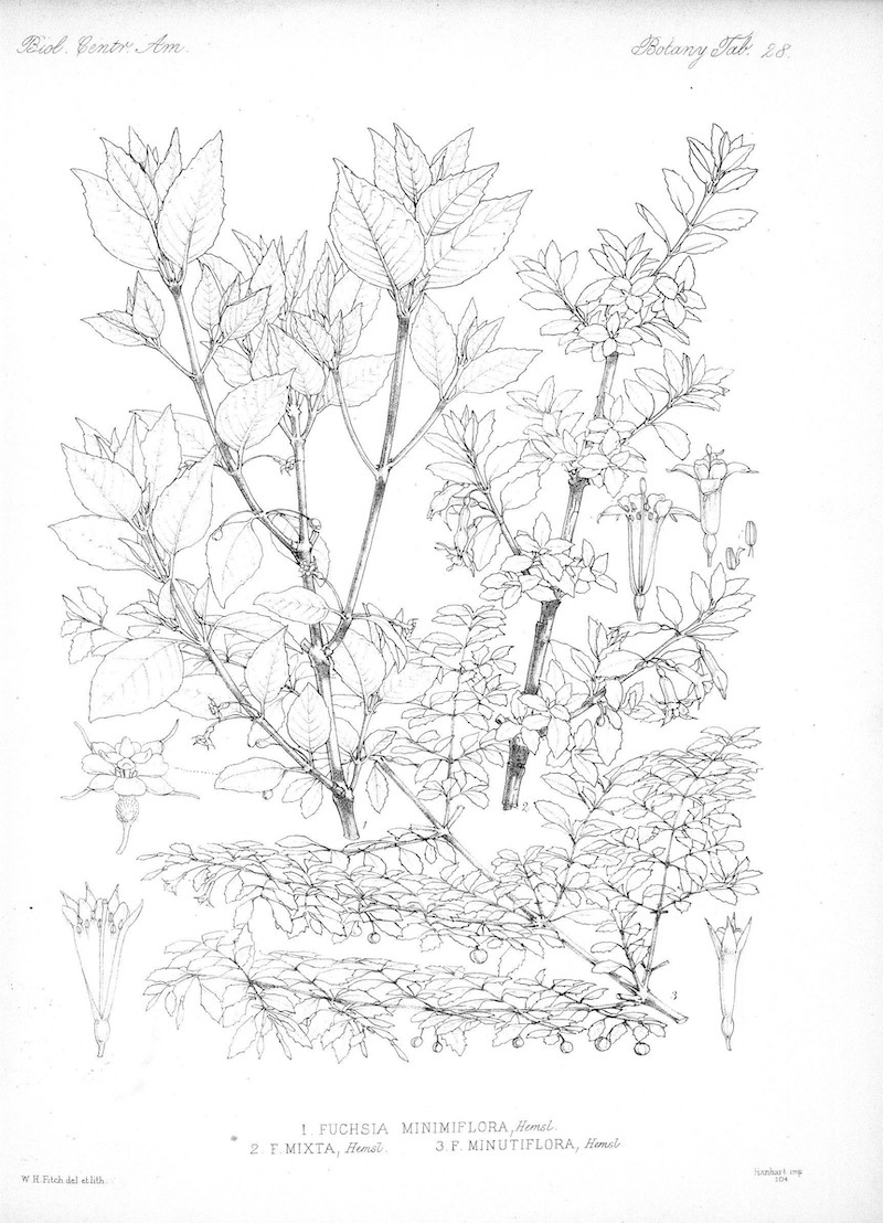 Hemsley Fuchsias Biologia Centrali-Americana Vol 5  copy