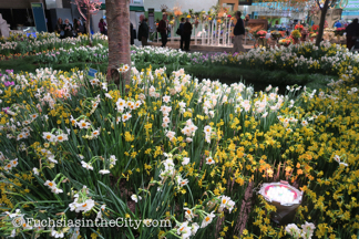 holland-2017-philly-flower-show-09