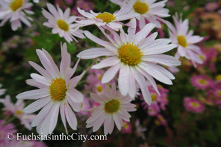 korean-chrysanthemums-11
