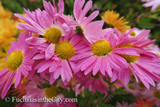 korean-chrysanthemums-18