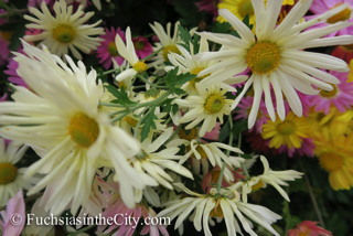 korean-chrysanthemums-21