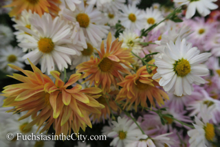 korean-chrysanthemums-25