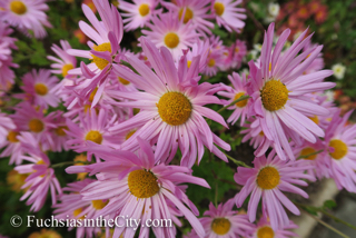 korean-chrysanthemums-37