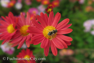 korean-chrysanthemums-43