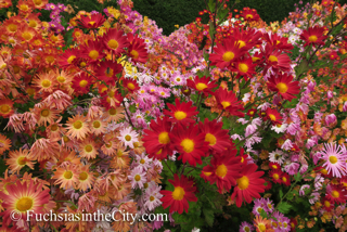 korean-chrysanthemums-59