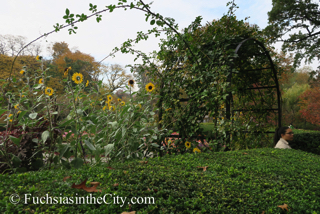 korean-chrysanthemums-93