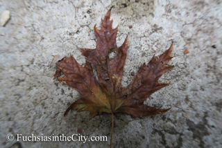 leaves-in-the-garden-1