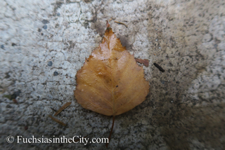 leaves-in-the-garden-15