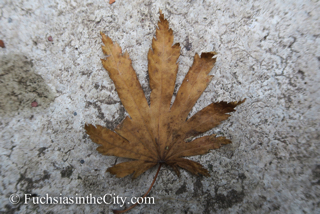 leaves-in-the-garden-2
