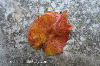 leaves-in-the-garden-80