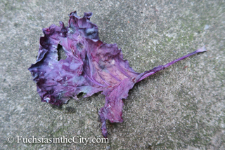 leaves-in-the-garden-82