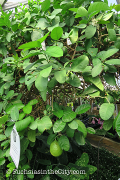 logees-greenhouses-11