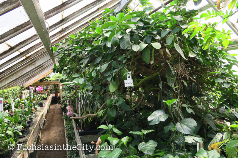 logees-greenhouses-13