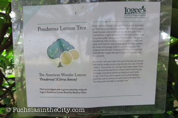 logees-greenhouses-14