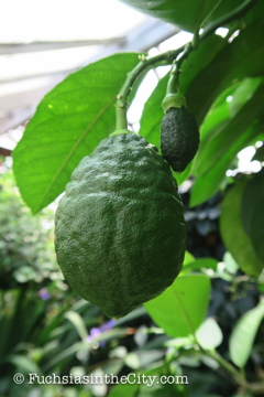 logees-greenhouses-17