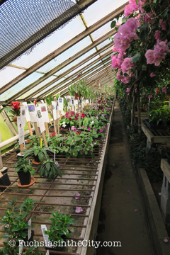 logees-greenhouses-19