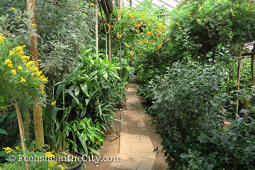 logees-greenhouses-28