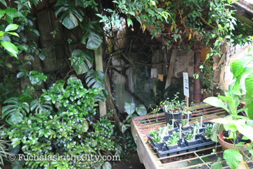 logees-greenhouses-31