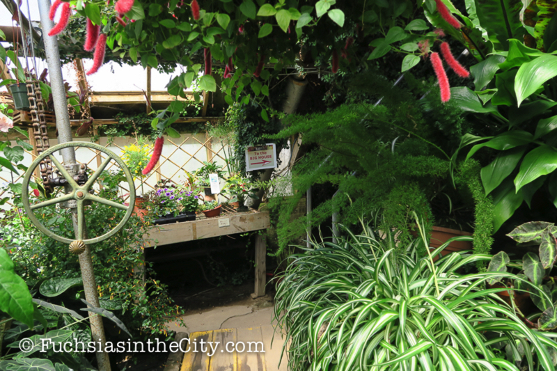 logees-greenhouses-34