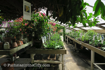 logees-greenhouses-4