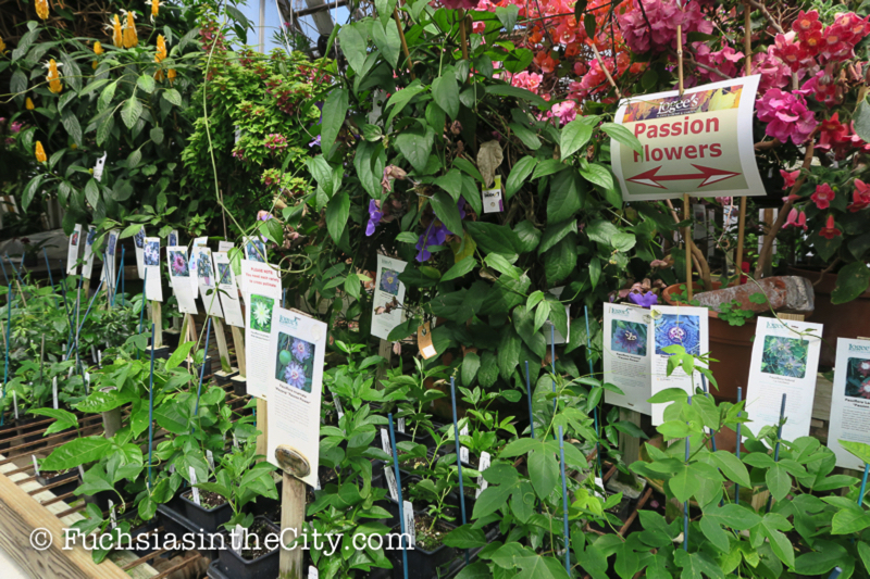 logees-greenhouses-5