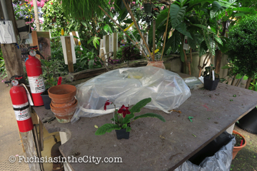 logees-greenhouses-6
