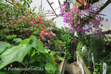 logees-greenhouses-7