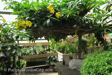 logees-greenhouses-8