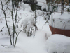 nemo-the-white-00