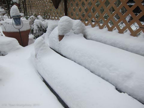 nemo-the-white-29