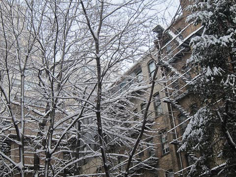 nemo-the-white-38