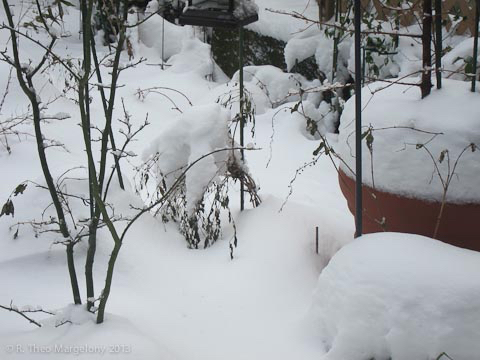 nemo-the-white-44