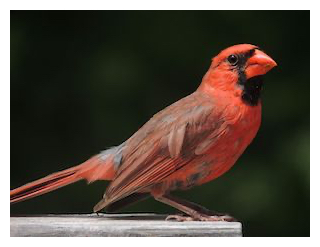 northern-cardinal