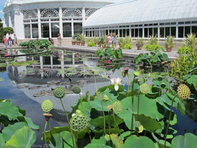 nybg-monetsgarden-10
