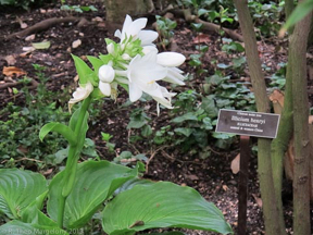 nybg-monetsgarden-12