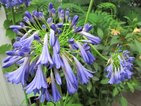 nybg-monetsgarden-19
