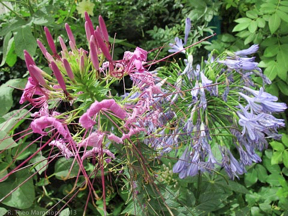 nybg-monetsgarden-23