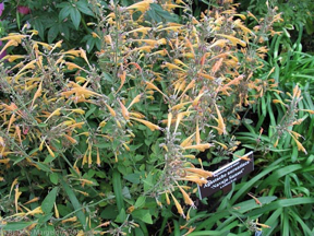 nybg-monetsgarden-26